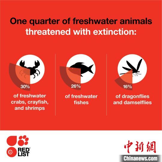 超过2.3万个物种研究评估：全球约1/4淡水动物面临灭绝风险