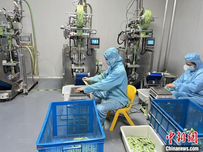 江苏宜兴乡村茶产业出新 抹茶粉“富”乡亲