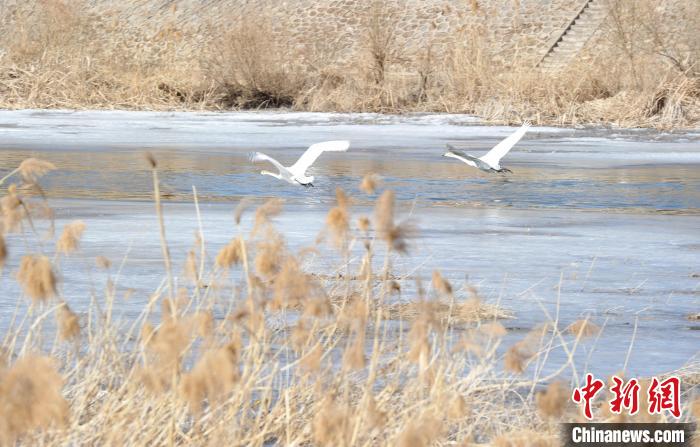 北京怀柔水库流域迎天鹅“返乡潮” 生物多样性日益丰富
