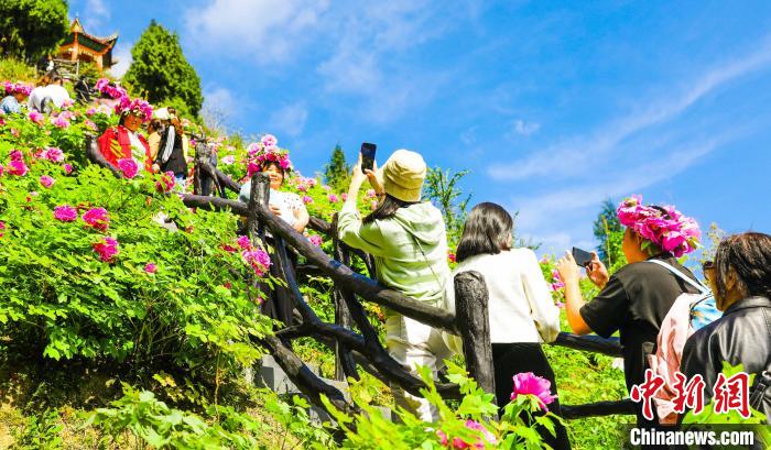 以花为媒 “中国山水牡丹起源地”做靓节会经济