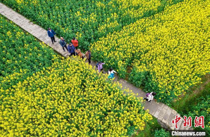 贵州黔西：春光无限好 赏花正当时