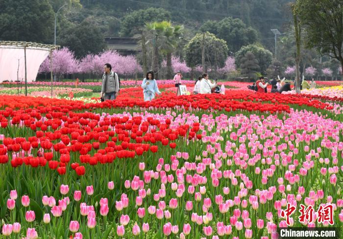 重庆：百万株郁金香盛开 吸引游人踏春赏花