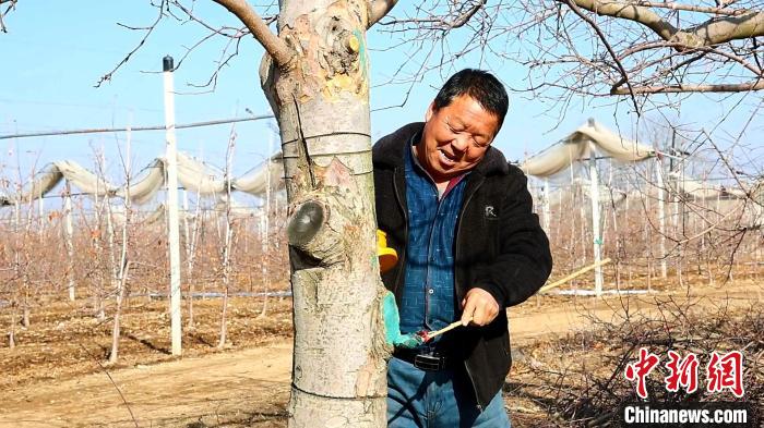 （乡村行·看振兴）延安洛川：“苹果之乡” 抢抓农时春耕忙