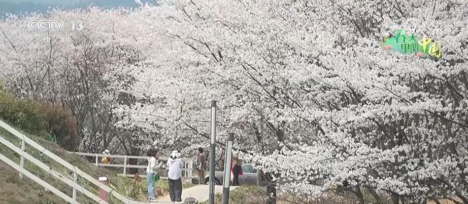 听音乐、赏美景、品美食……“颜值”变“产值”激活乡村春日消费新场景