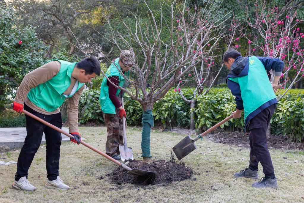 当龙华桃花遇见雨花寒梅 沪宁两地共植“英雄树”