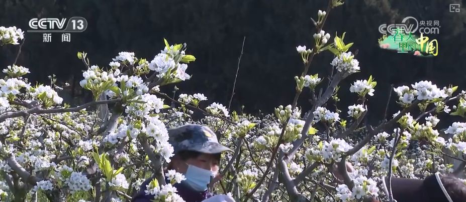 听音乐、赏美景、品美食……“颜值”变“产值”激活乡村春日消费新场景
