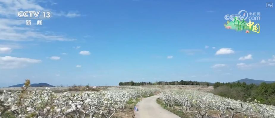 听音乐、赏美景、品美食……“颜值”变“产值”激活乡村春日消费新场景
