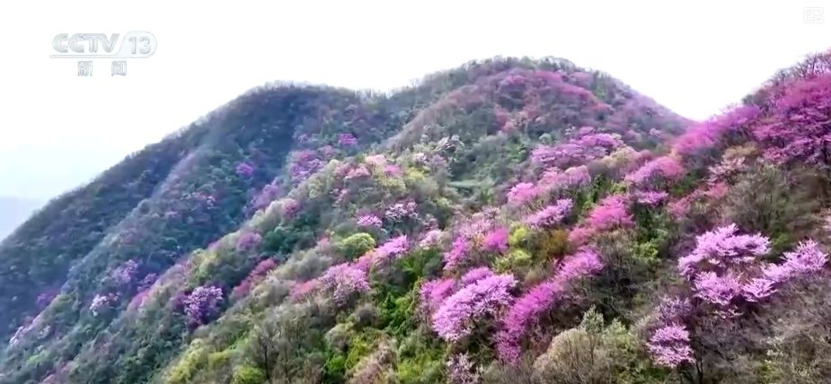 听音乐、赏美景、品美食……“颜值”变“产值”激活乡村春日消费新场景