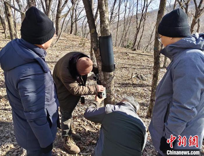 东北虎豹国家公园破获一起非法捕猎致东北豹重伤案件