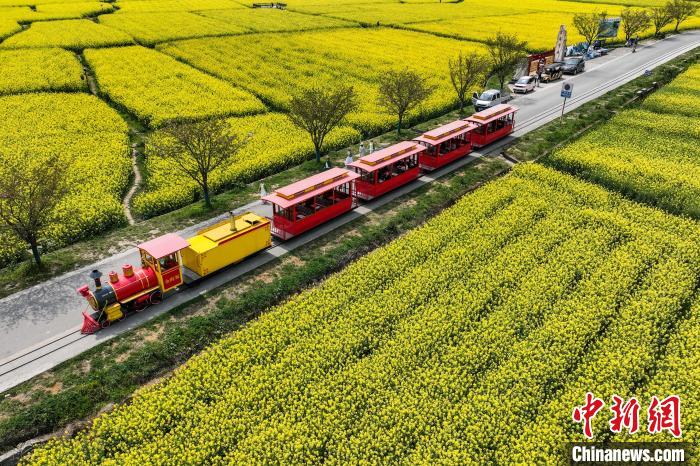 （走进中国乡村）六百年布依族村寨开启“赏花经济”