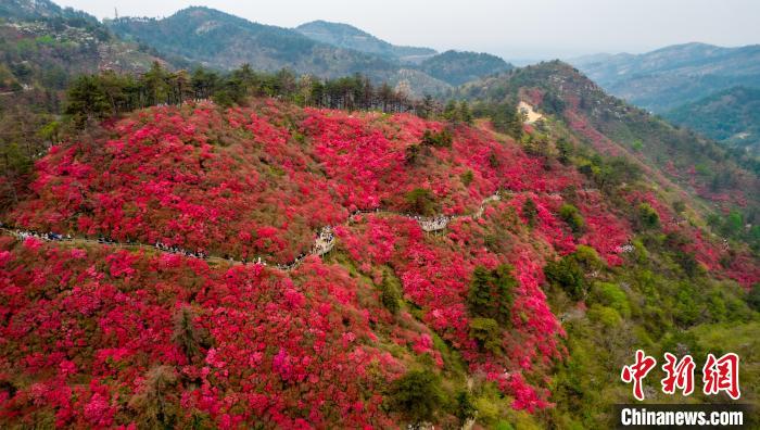 武汉云雾山杜鹃花海引客来