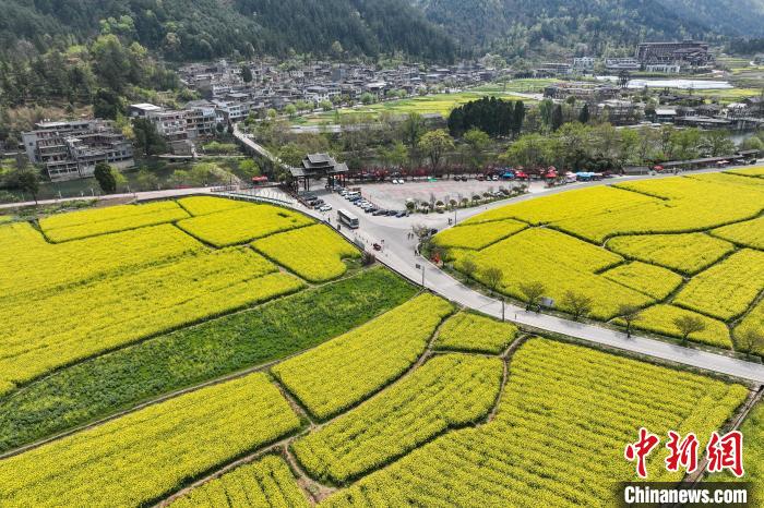 （走进中国乡村）六百年布依族村寨开启“赏花经济”