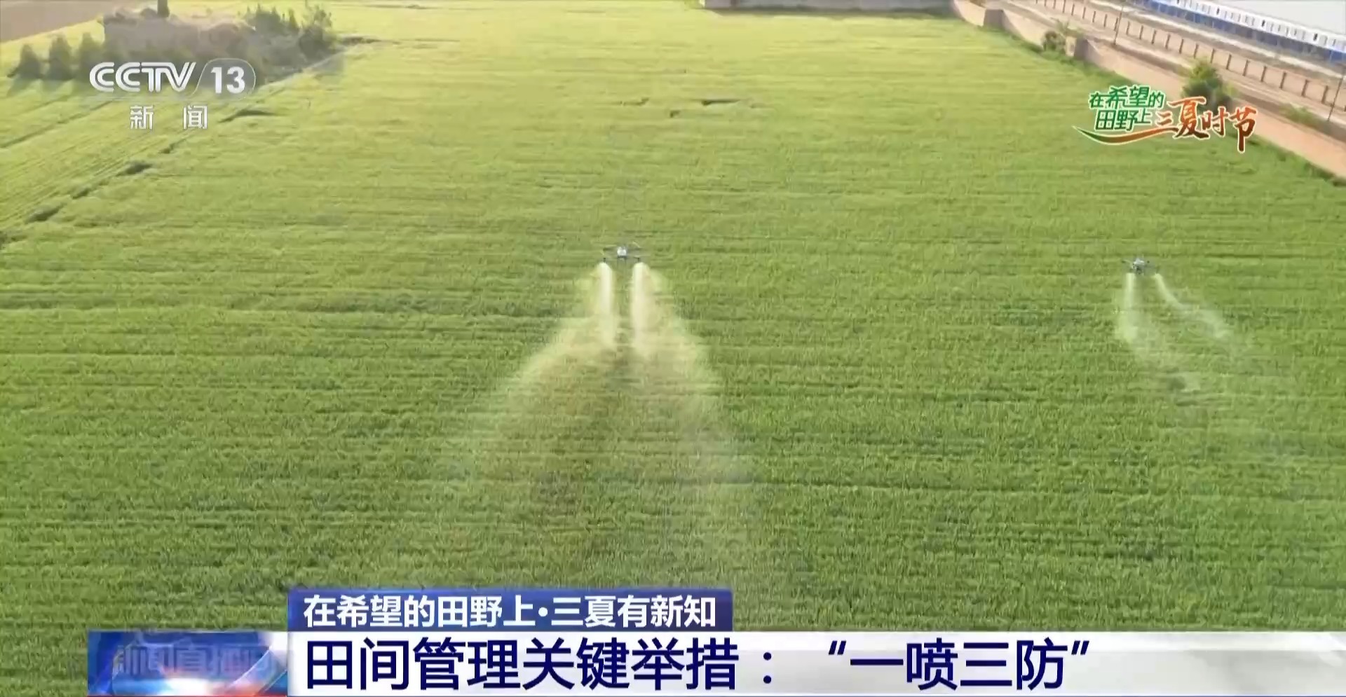 护航小麦稳产丰收 田间管理举措“一喷三防”到底是什么？