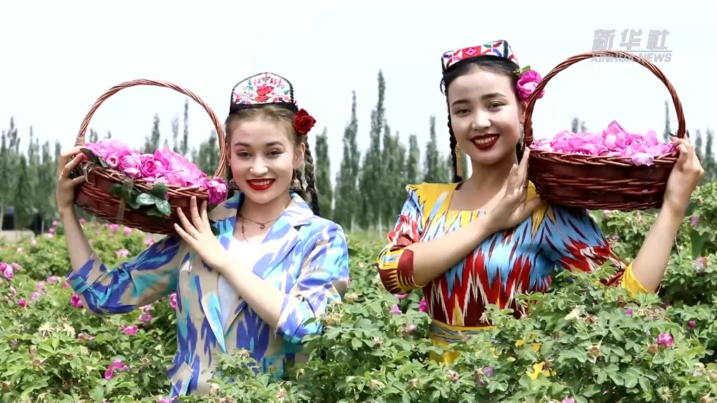新华全媒+丨新疆于田沙漠玫瑰开出“致富花”