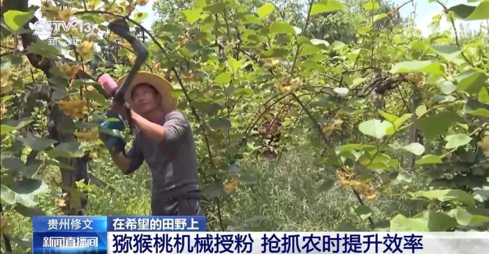 “智”耕向日葵田、猕猴桃机械授粉 农业科技助力丰产丰收