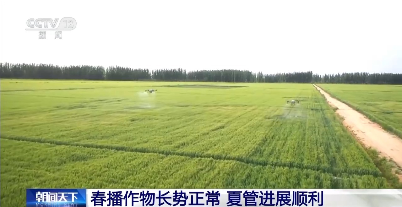 全国夏粮收获过九成 夏播粮食进度近八成
