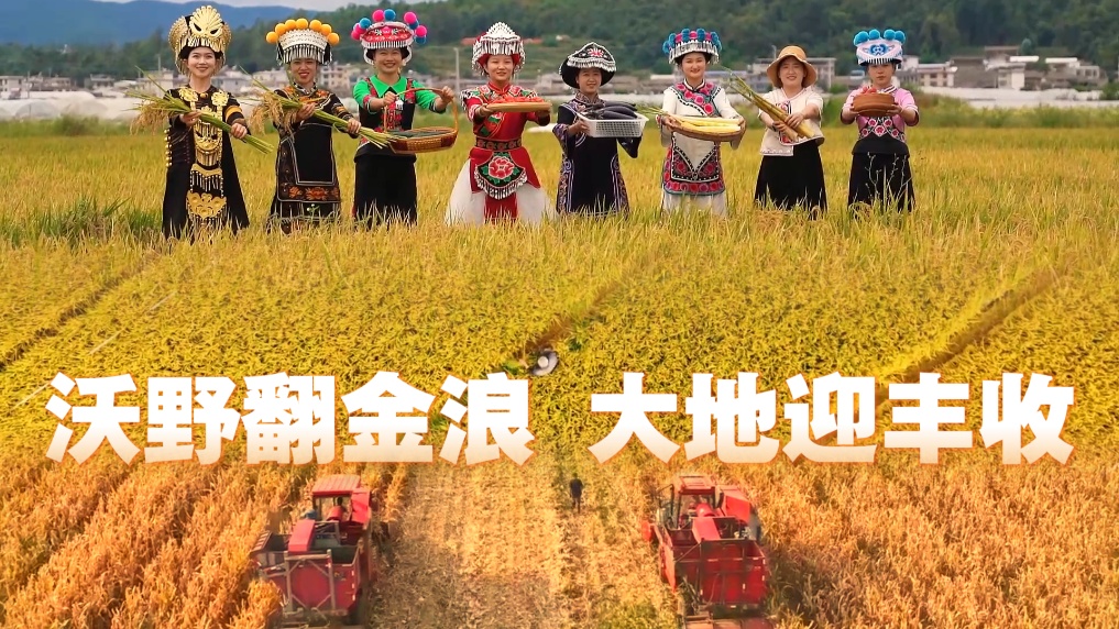 竖屏视频丨沃野翻金浪 大地迎丰收