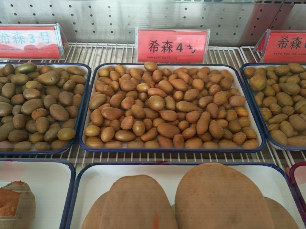 京津冀蒙媒体北疆行｜乌兰察布：种业“芯”动力铺就“薯光大道”