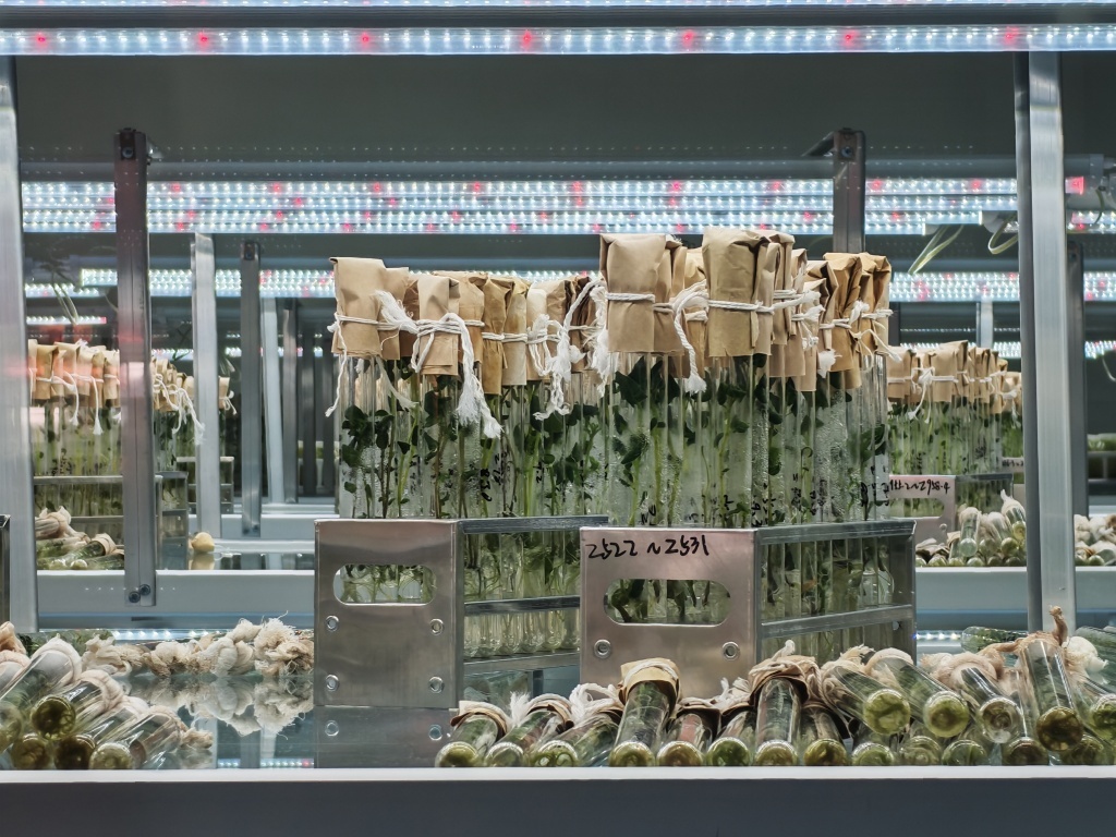 京津冀蒙媒体北疆行｜乌兰察布：种业“芯”动力铺就“薯光大道”