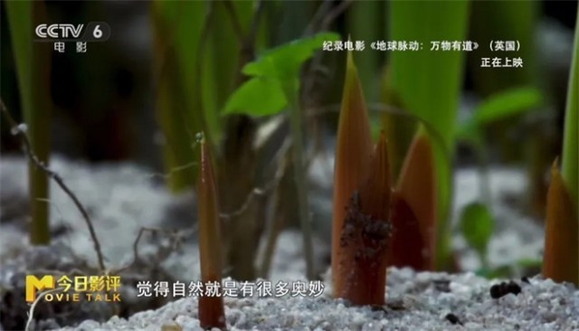 跟随《地球脉动：万物有道》解锁地球极致之美