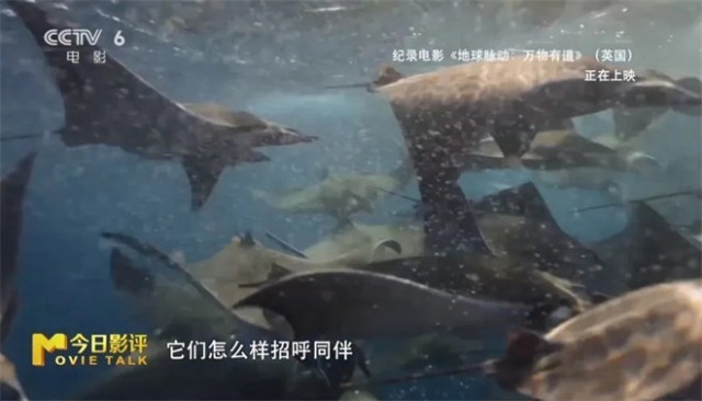 跟随《地球脉动：万物有道》解锁地球极致之美