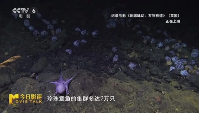 跟随《地球脉动：万物有道》解锁地球极致之美