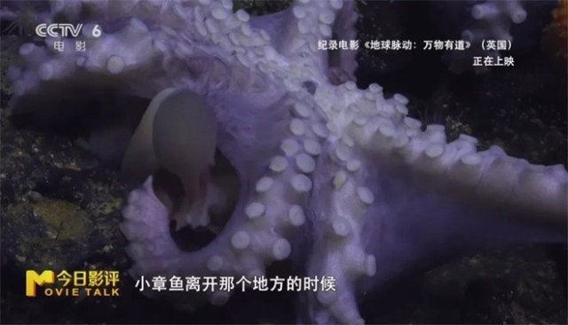 跟随《地球脉动：万物有道》解锁地球极致之美
