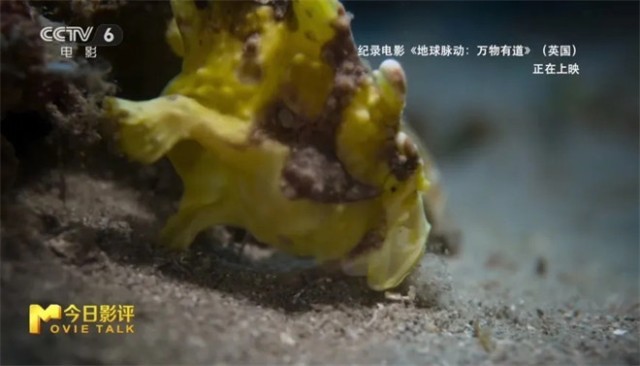 跟随《地球脉动：万物有道》解锁地球极致之美