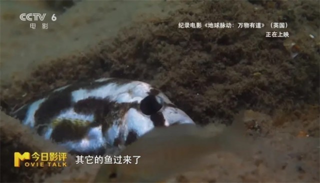 跟随《地球脉动：万物有道》解锁地球极致之美