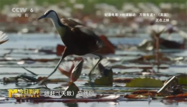 跟随《地球脉动：万物有道》解锁地球极致之美