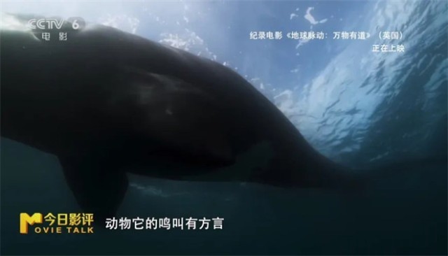 跟随《地球脉动：万物有道》解锁地球极致之美