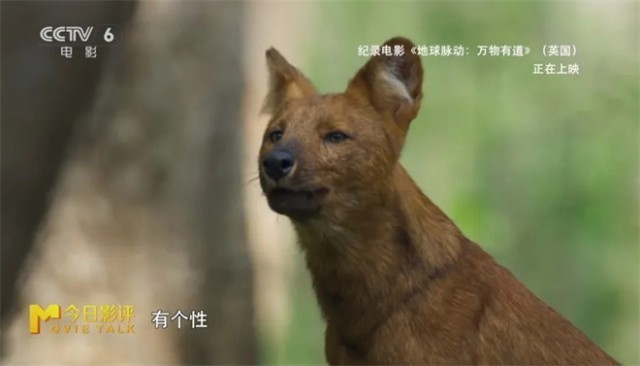 跟随《地球脉动：万物有道》解锁地球极致之美