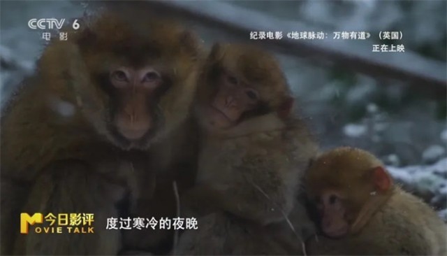 跟随《地球脉动：万物有道》解锁地球极致之美