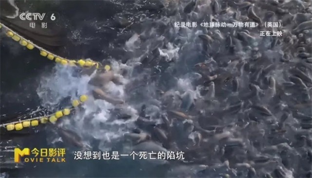 跟随《地球脉动：万物有道》解锁地球极致之美