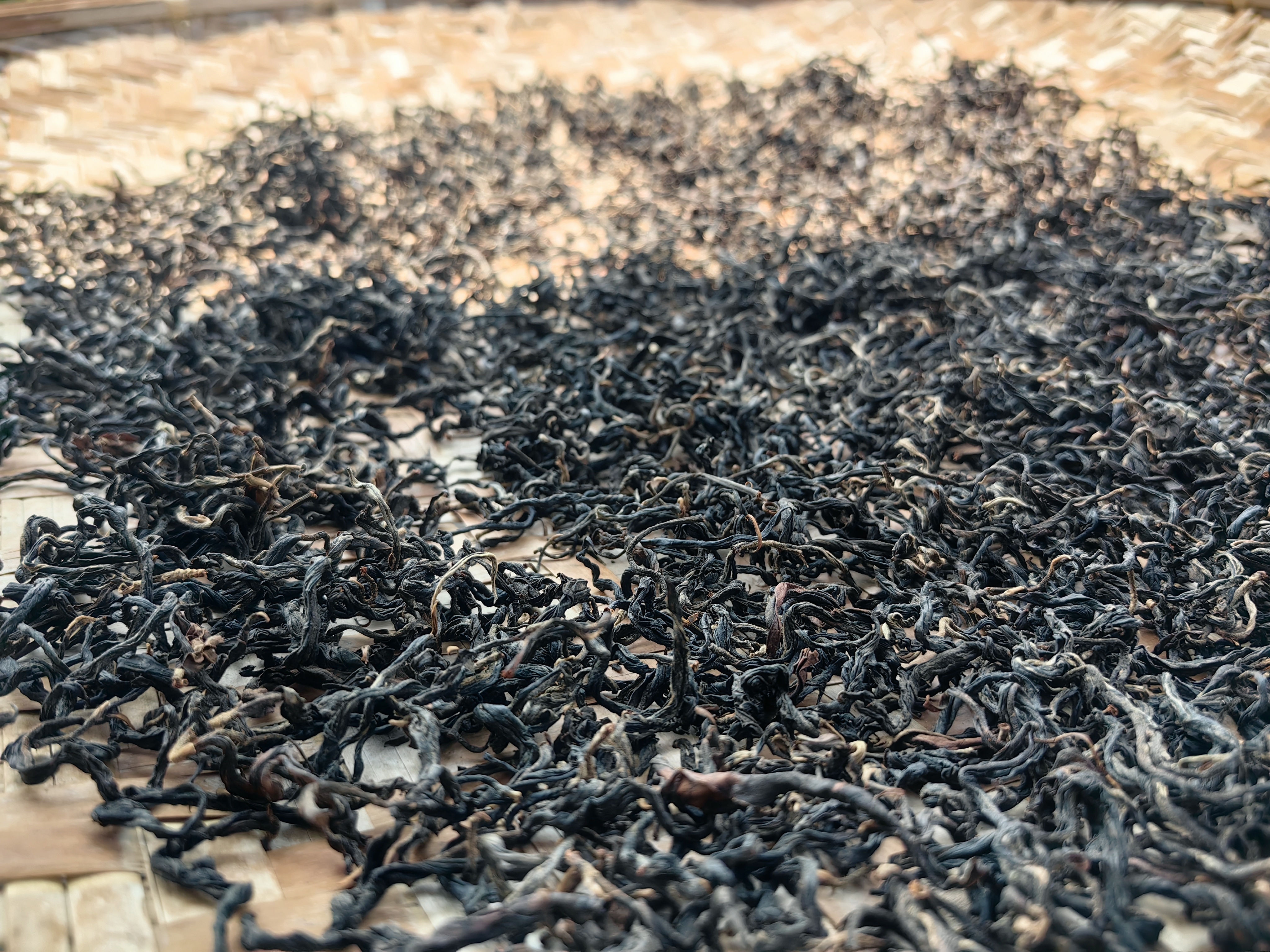 深山古茶焕新彩：云南施甸县木老元乡百年古茶树的乡村振兴之路
