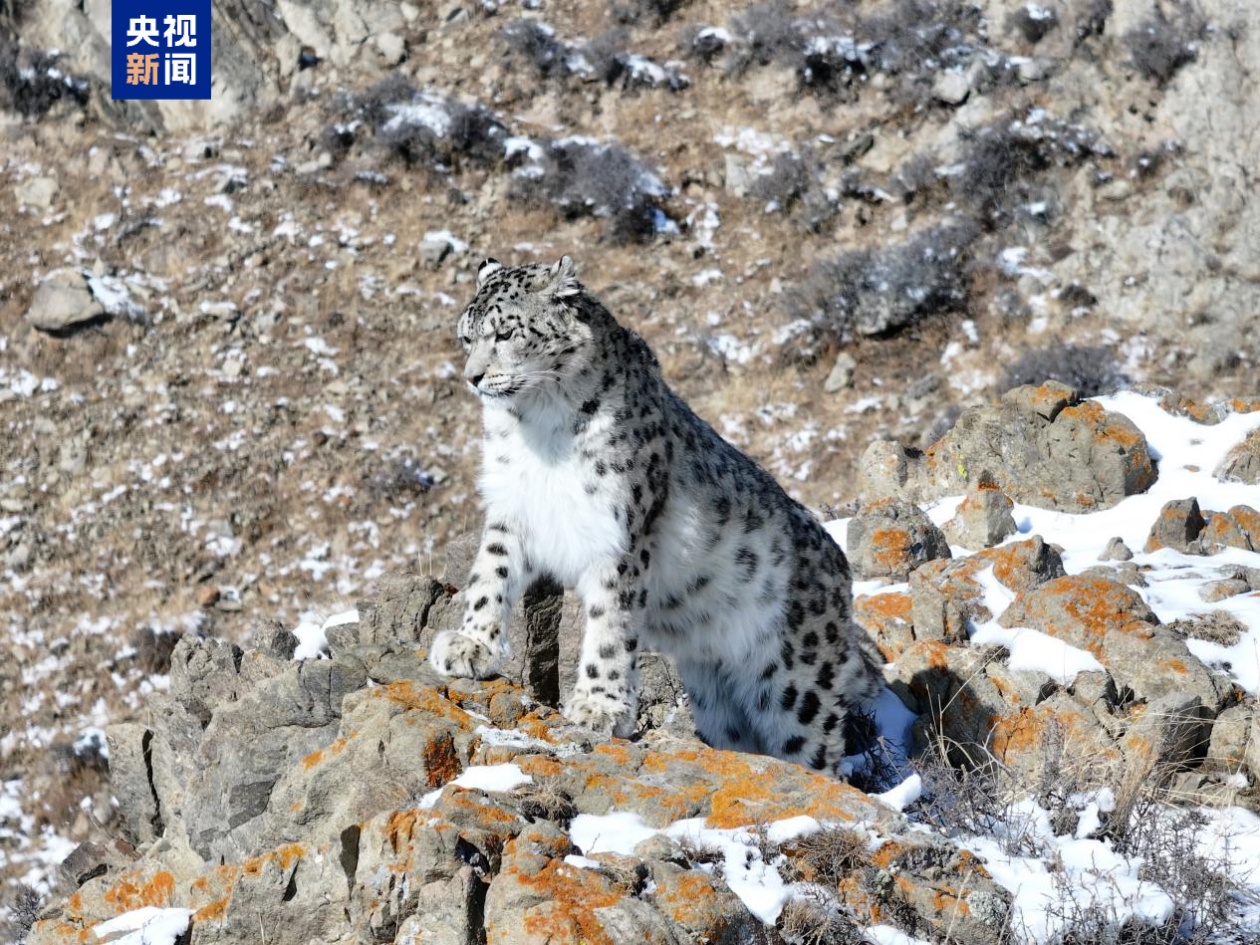守护“雪山之王” 我国雪豹数量增长至约5000只