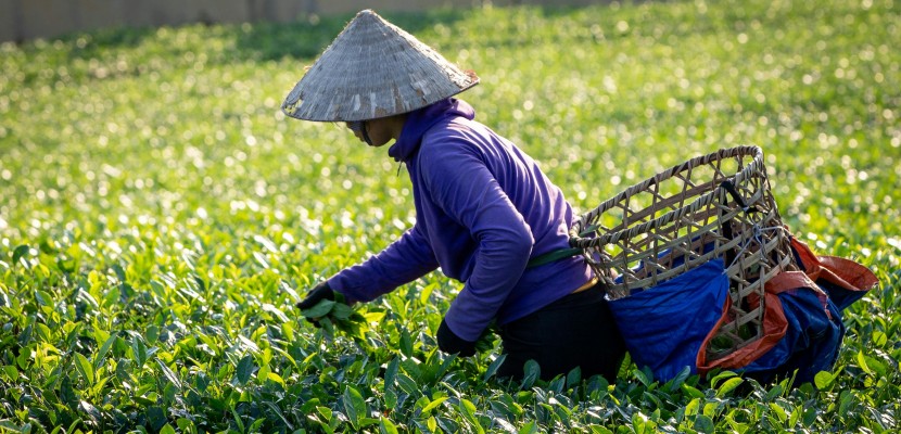 福建老板赴港敲钟，八马茶业上市涨超80%