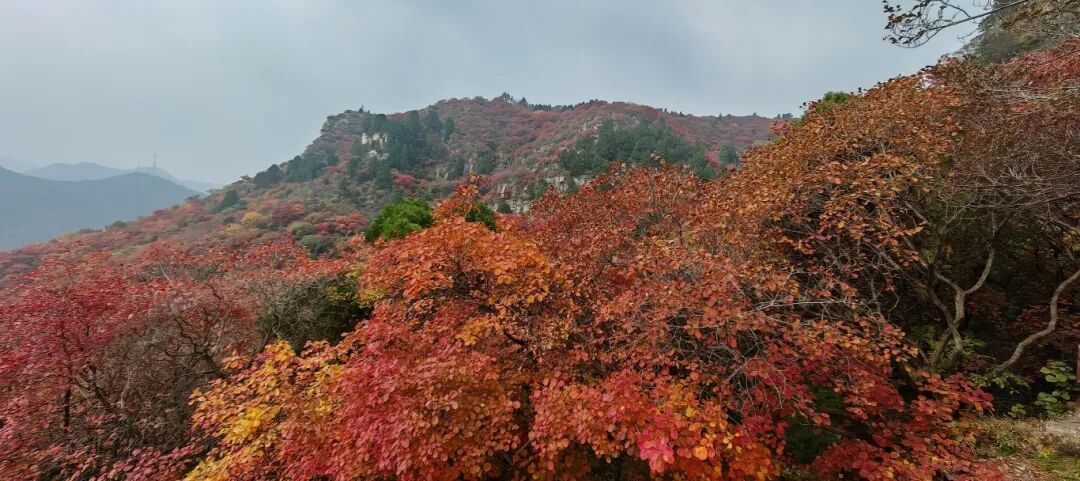 海派笔墨绘沂蒙 艺心筑魂传文脉——海派艺术名家走进沂蒙革命老区写生采风活动启幕