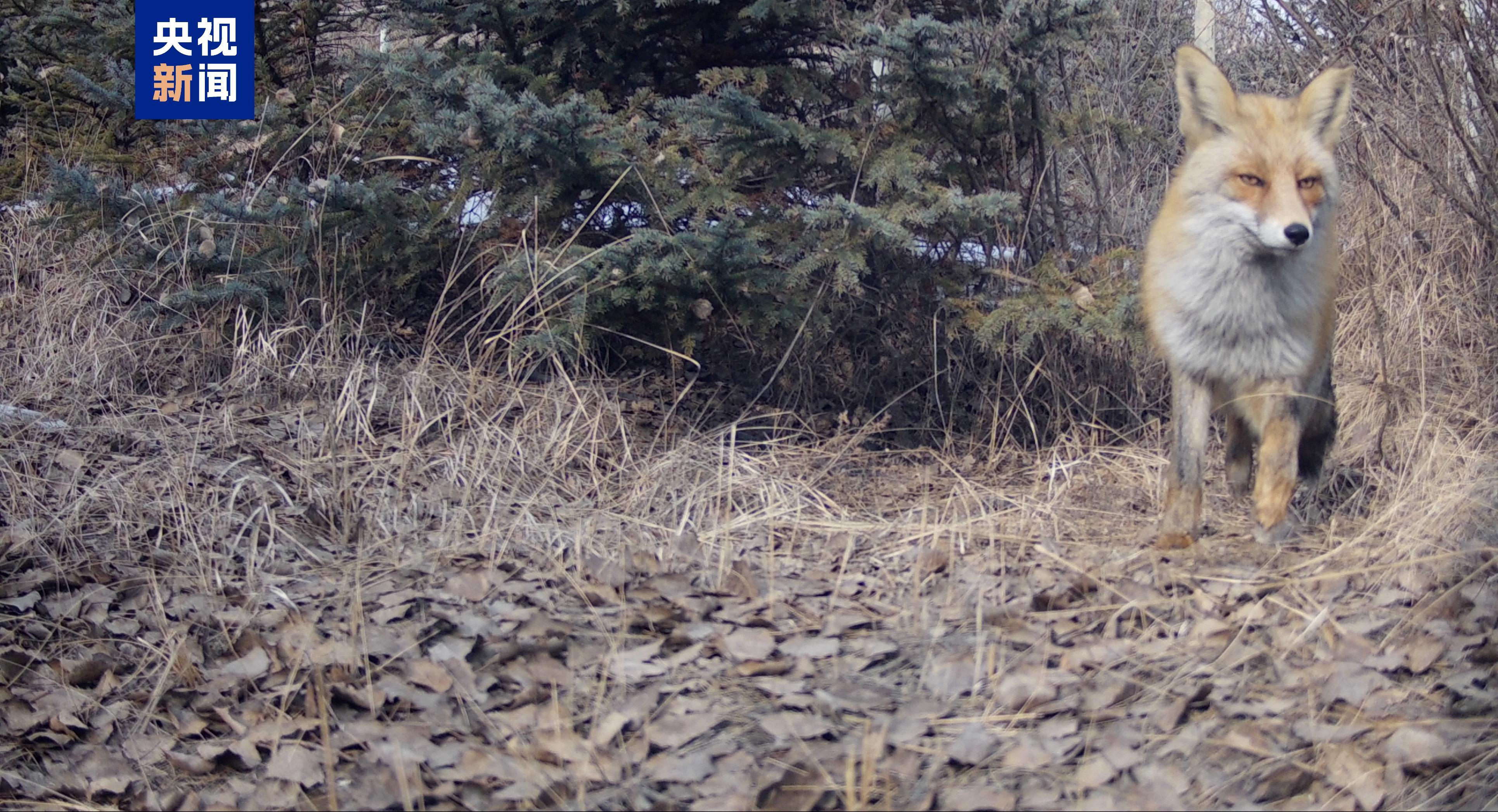 60种国家重点保护动物在册！西宁摸清野生动物“家底”
