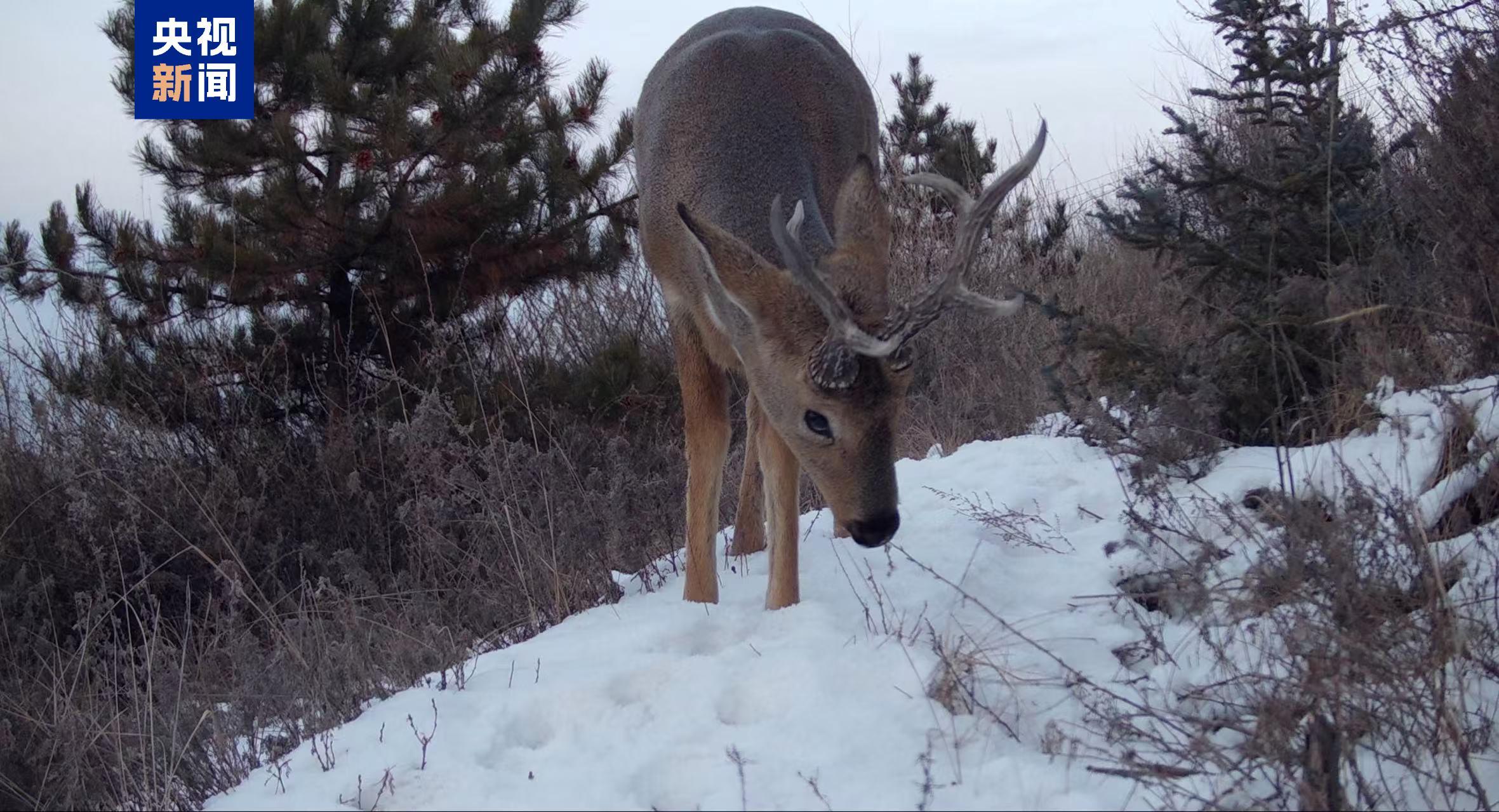 60种国家重点保护动物在册！西宁摸清野生动物“家底”