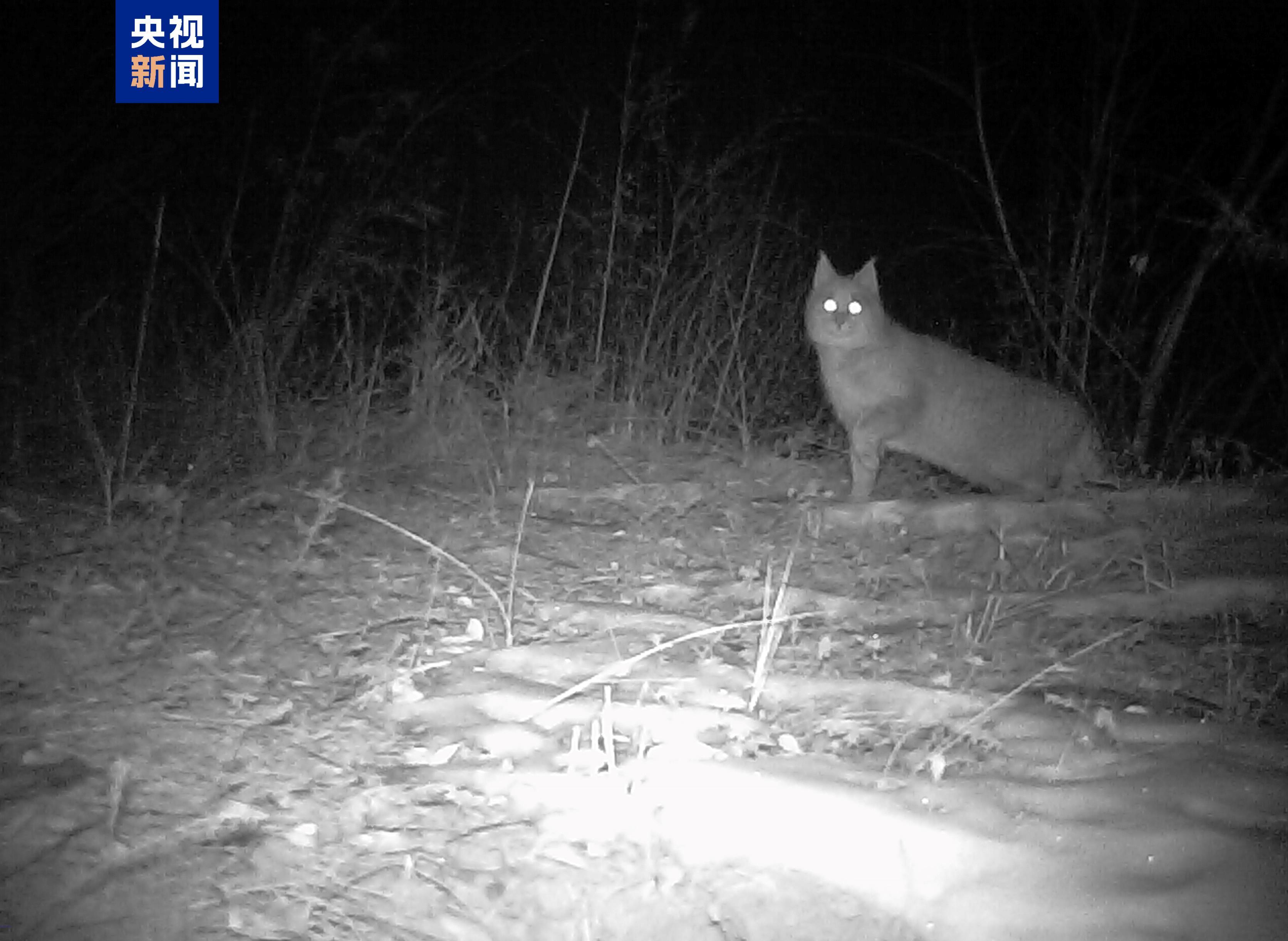 60种国家重点保护动物在册！西宁摸清野生动物“家底”