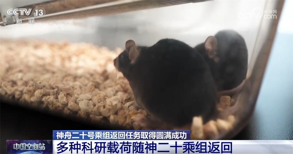 大批空间科学实验样品随神二十乘组返回 都有啥？108秒快速了解→