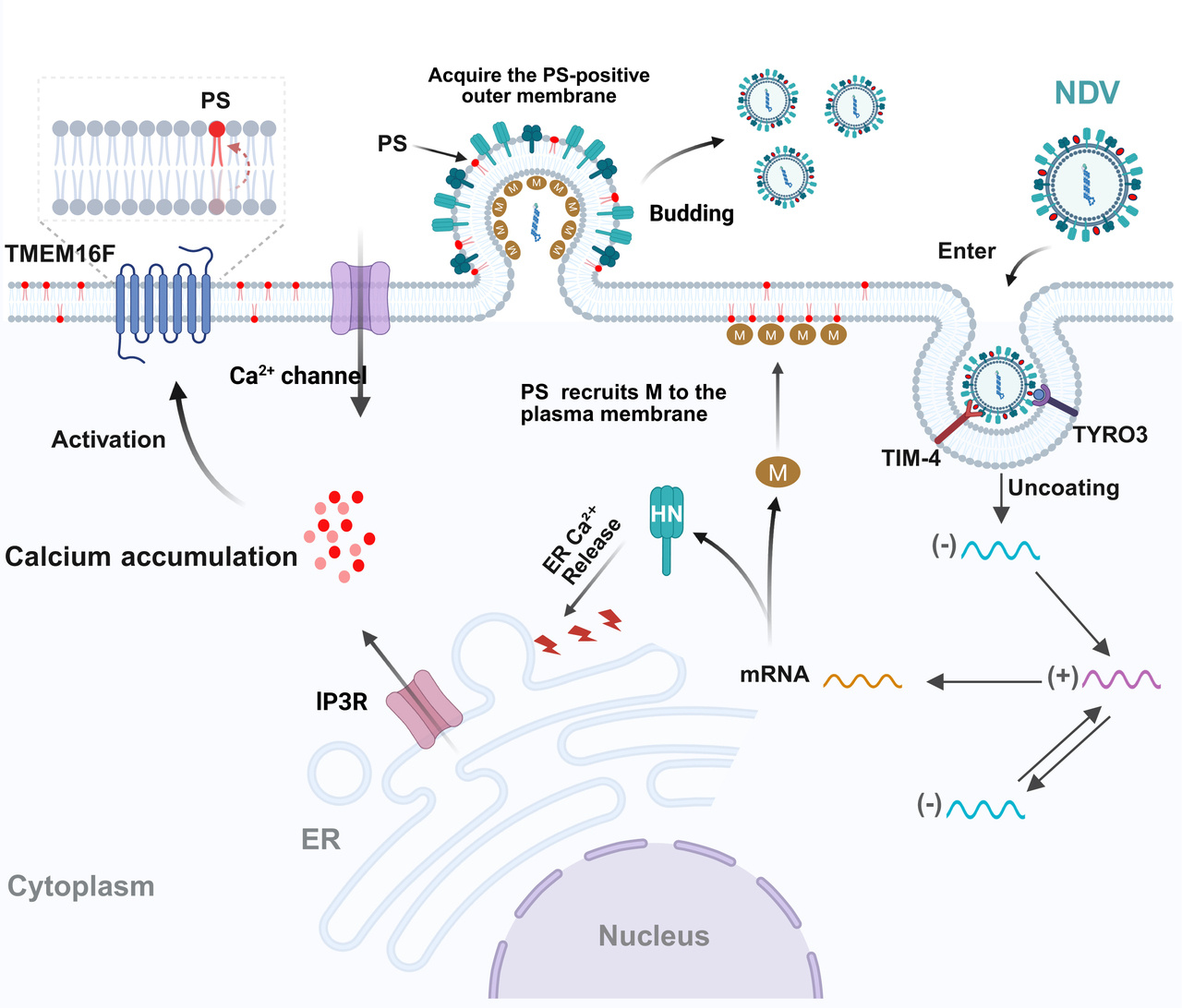 新城疫病毒通过“劫持”宿主磷脂增强感染力