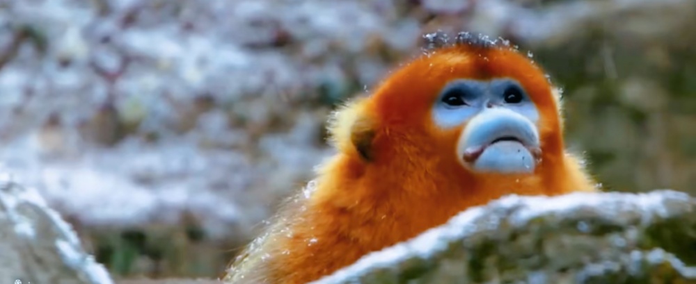 雪染冬韵，我在周至等你