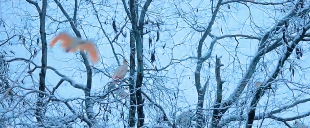 雪染冬韵，我在周至等你