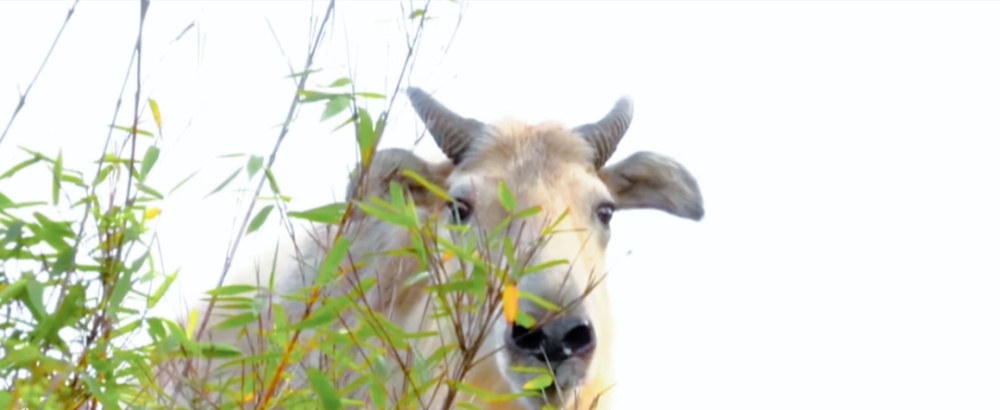 雪染冬韵，我在周至等你