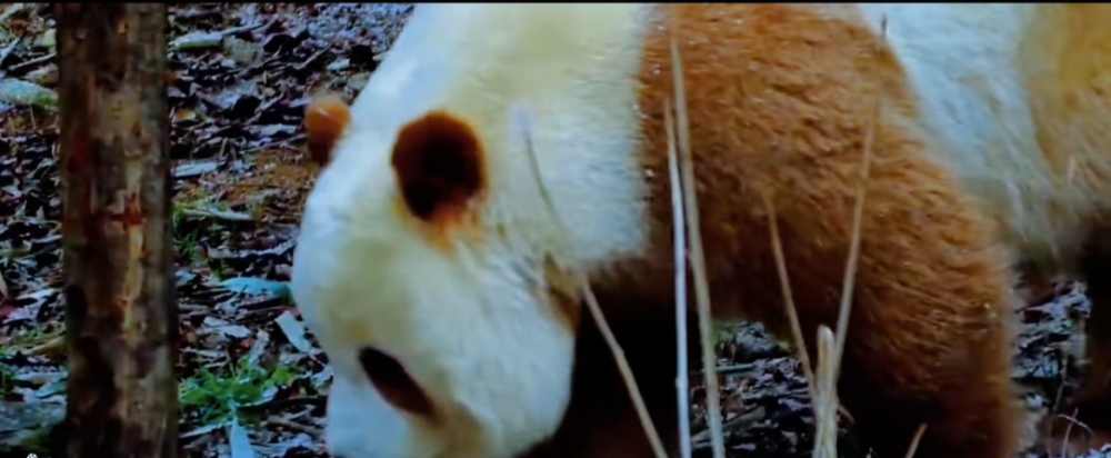 雪染冬韵，我在周至等你