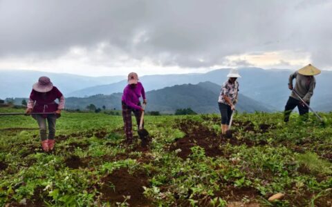 荒山变“药谷” 土地生“黄金”——云南临沧市双江县生物药业助农增收见闻